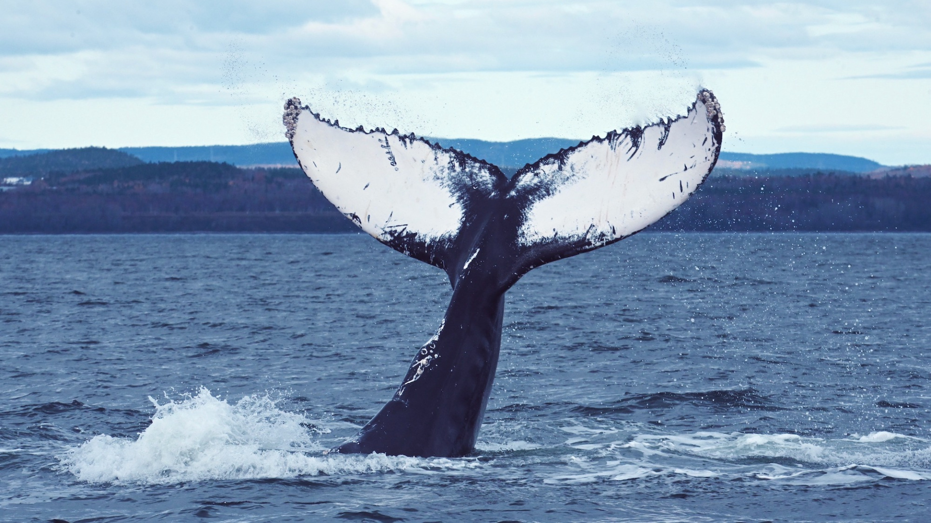 Tadoussac Autrement