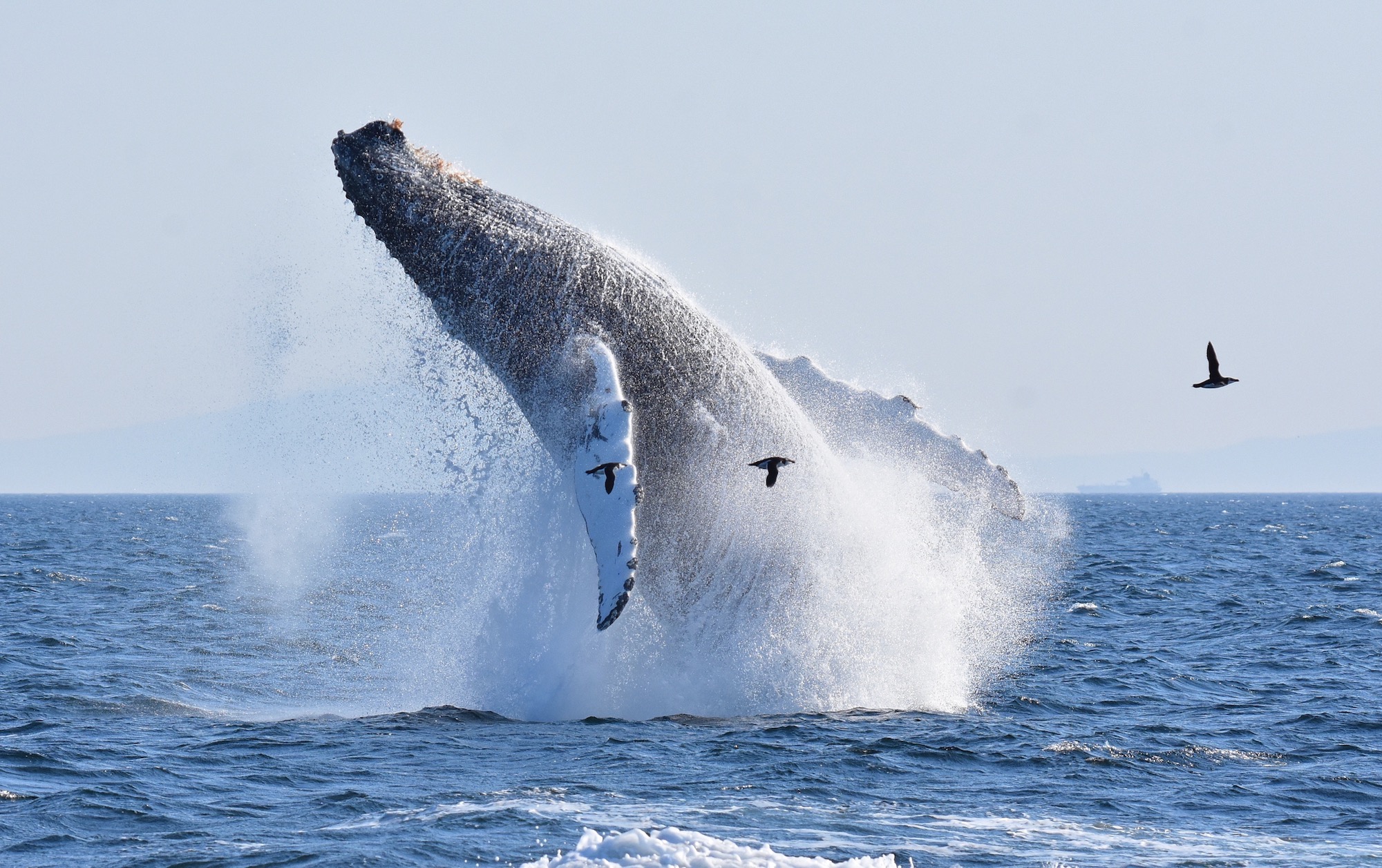 excursions baleines tadoussac